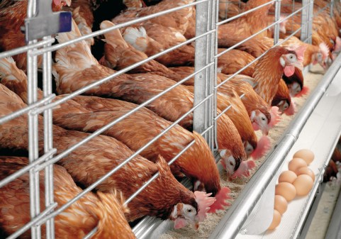 sample of poultry business plan in nigeria