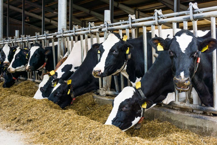 CATTLE REARING BUSINESS PLAN IN NIGERIA - Apprenticeship Consults Africa