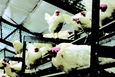 chicken hatchery business plan in nigeria