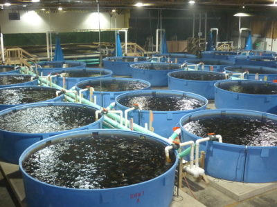 FISH FARMING AND PROCESSING BUSINESS PLAN IN NIGERIA