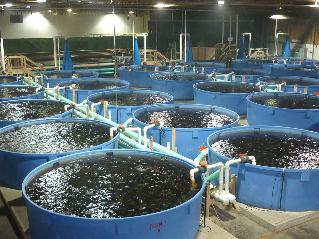 business plan for fish farming in nigeria