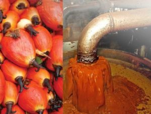 PALM OIL FARMING AND PROCESSING BUSINESS PLAN IN NIGERIA