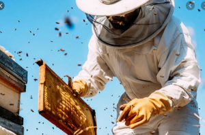 BEEKEEPING AND HONEY PRODUCTION BUSINESS PLAN IN NIGERIA