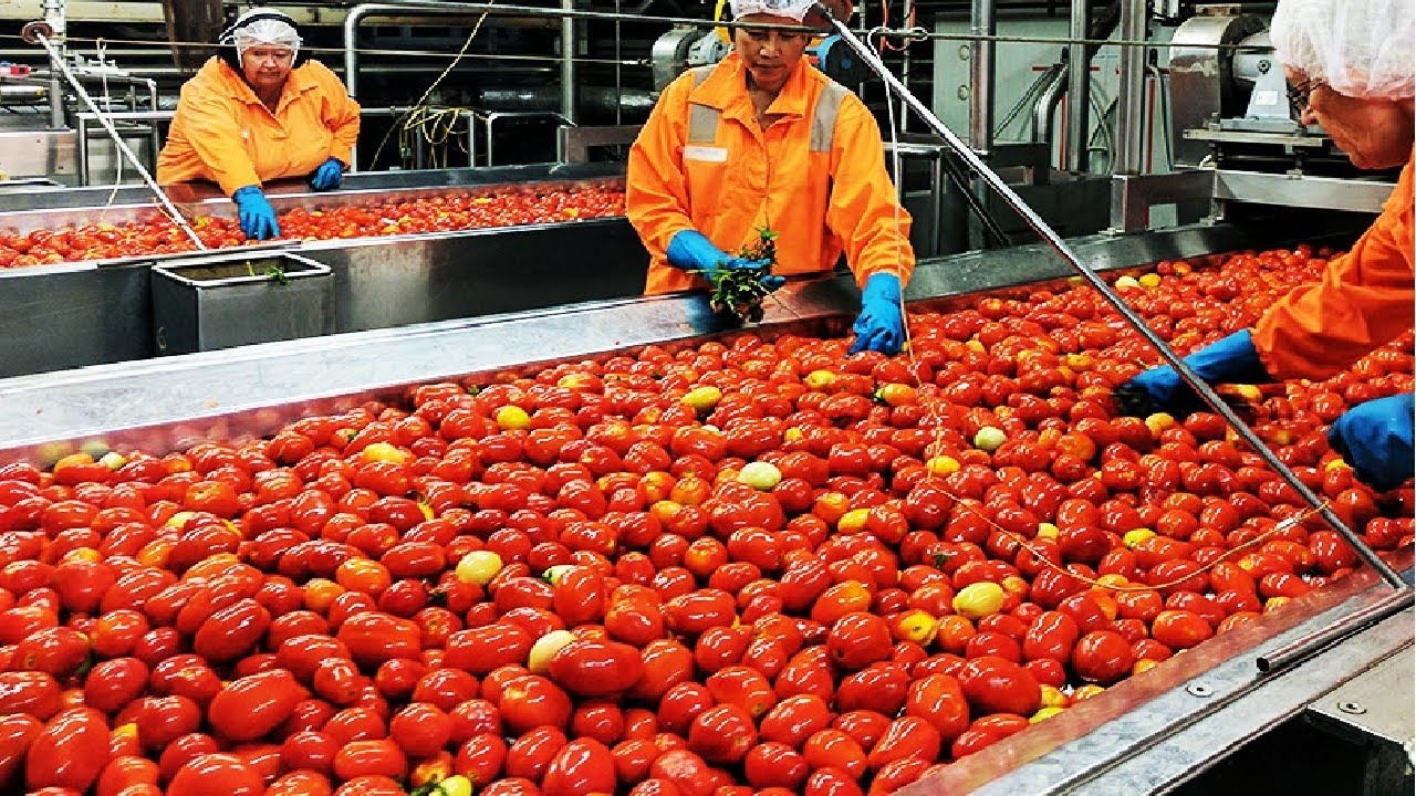 business plan tomato production