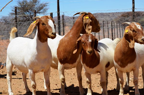 GOAT REARING BY PRODUCTS BUSINESS PLAN IN NIGERIA