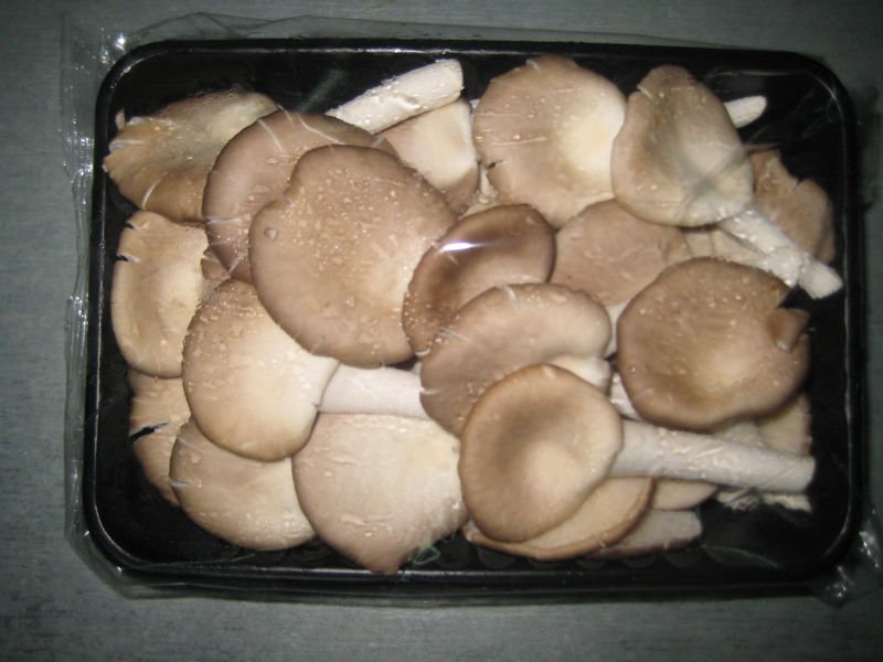 MUSHROOM FARM BUSINESS PLAN