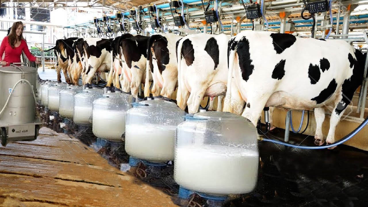 cow milk farm
