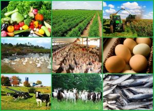 INTEGRATED AGRIBUSINESS PLAN IN NIGERIA,