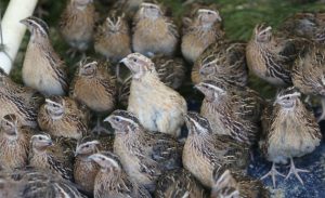 BIRD REARING BUSINESS PLAN IN NIGERIA