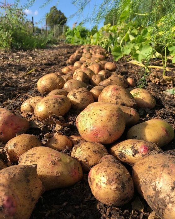 POTATO FARMING BUSINESS PLAN IN NIGERIA