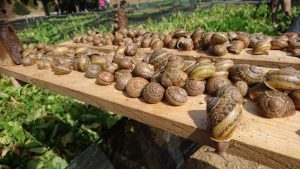 SNAIL FARMING BUSINESS PLAN IN NIGERIA